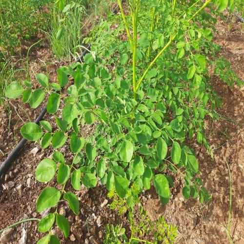 Actual pictures of Farm showing Moringa plants