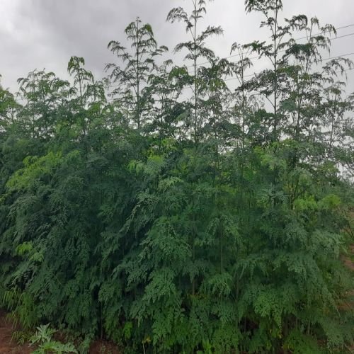 Actual pictures of Farm showing Moringa plants