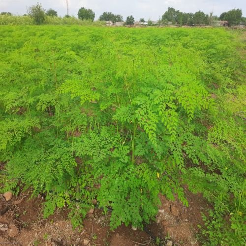 Actual pictures of Farm showing Moringa plants