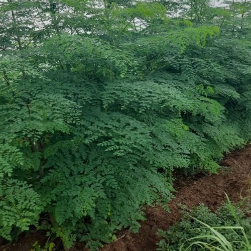 Actual pictures of Farm showing Moringa plants